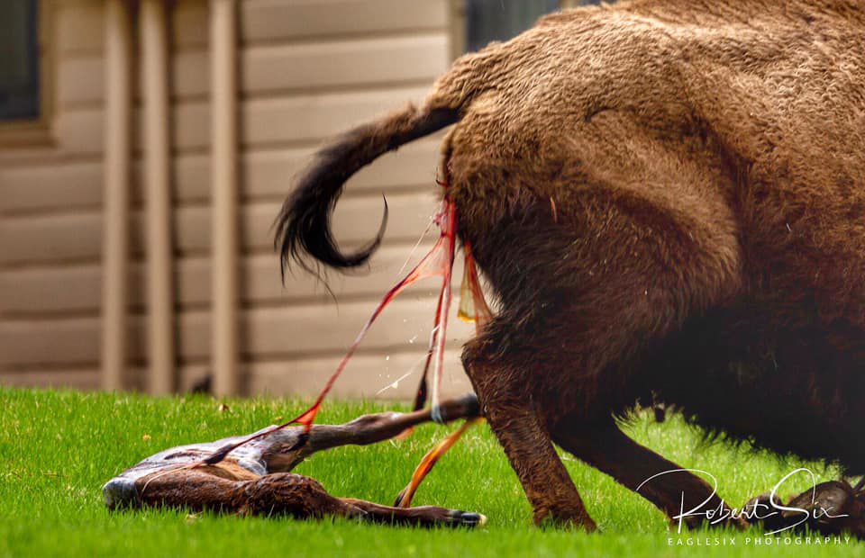 Bison Birth 4